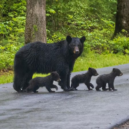 A Stones Throw, You Get 1089 Free Attraction Tickets Per Paid Day, Dollywood And Much More! Pigeon Forge Buitenkant foto